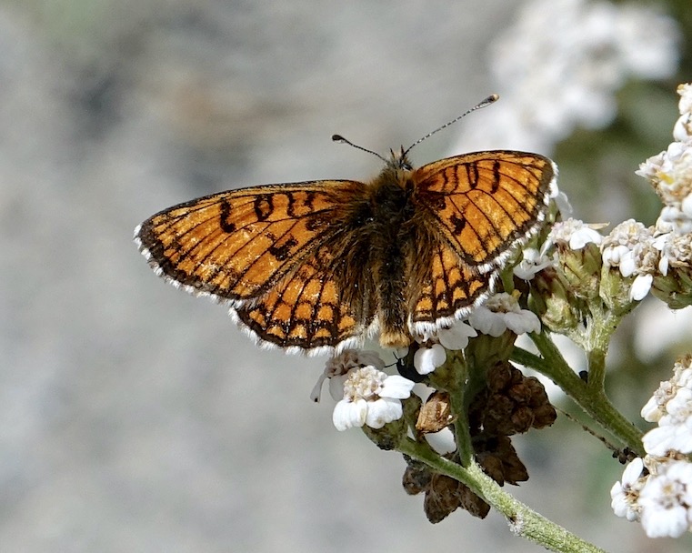 Grison's fritillary